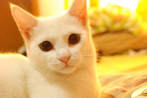 可爱猫咪图片