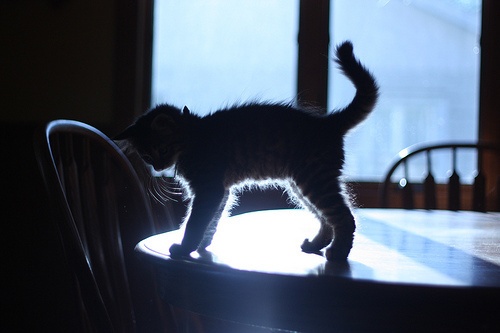可爱的萌物猫咪图片