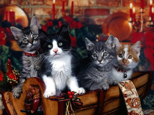 可爱猫咪新年快乐图片