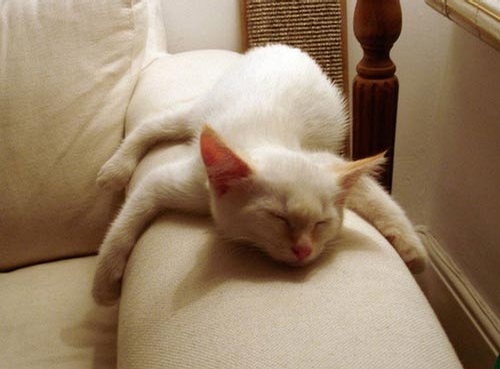 萌物猫咪唯美图片