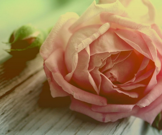 唯美文艺花儿图片