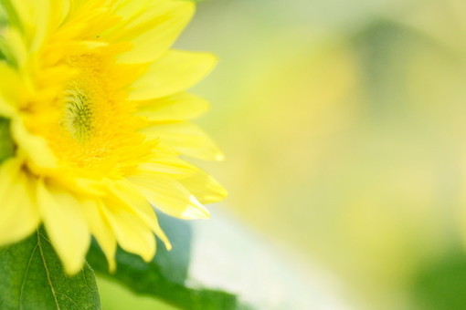 美好幸福的春天图片