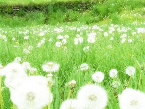 美好幸福的春天图片