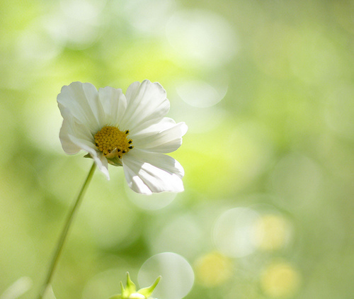 美好幸福的春天图片
