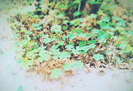 美好幸福的春天图片