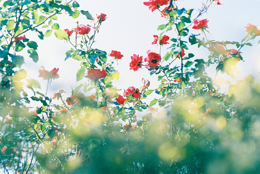 美好幸福的春天图片