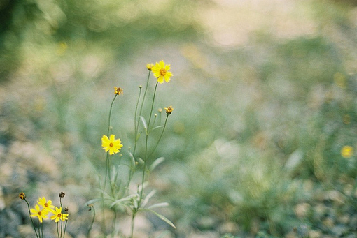 清新一夏唯美图片