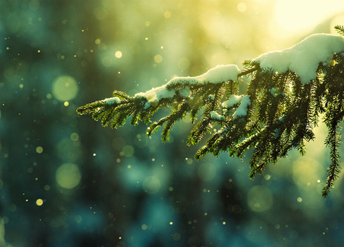 美丽的雪景意境图片