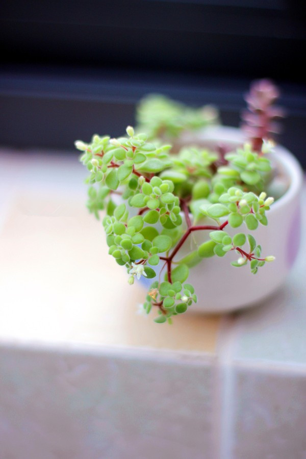 可爱多肉植物手机大图片