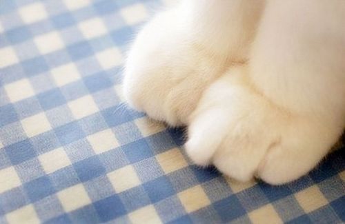 猫咪可爱萌的猫爪子