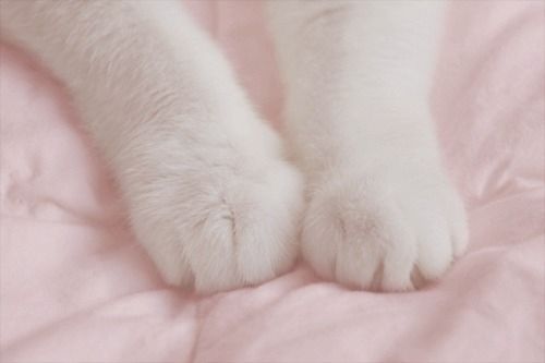 猫咪可爱萌的猫爪子