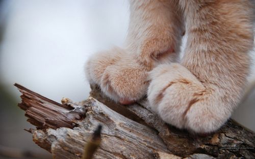 猫咪可爱萌的猫爪子