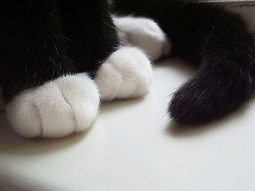 猫咪可爱萌的猫爪子