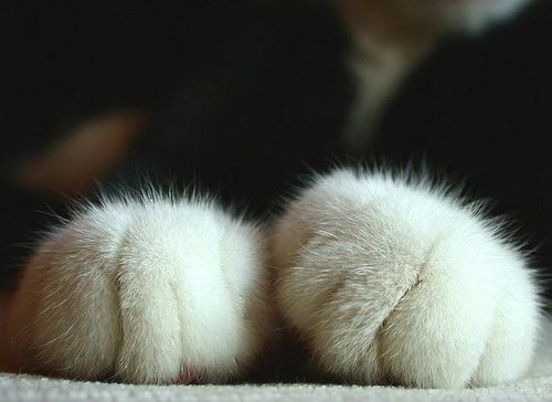 猫咪可爱萌的猫爪子
