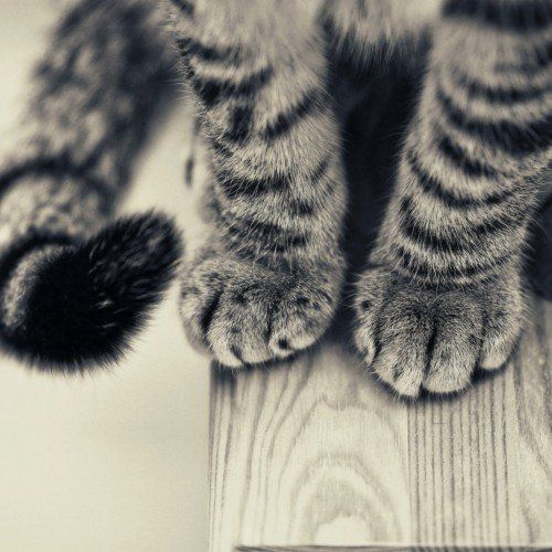 猫咪可爱萌的猫爪子