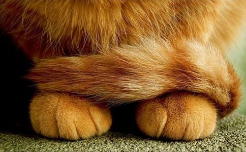 猫咪可爱萌的猫爪子