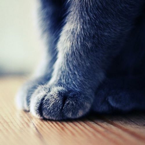 猫咪可爱萌的猫爪子