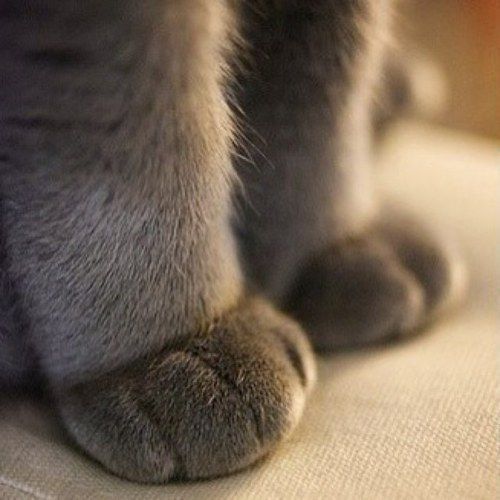 猫咪可爱萌的猫爪子