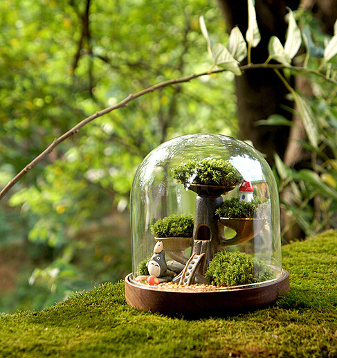 可爱好玩的多肉植物美图