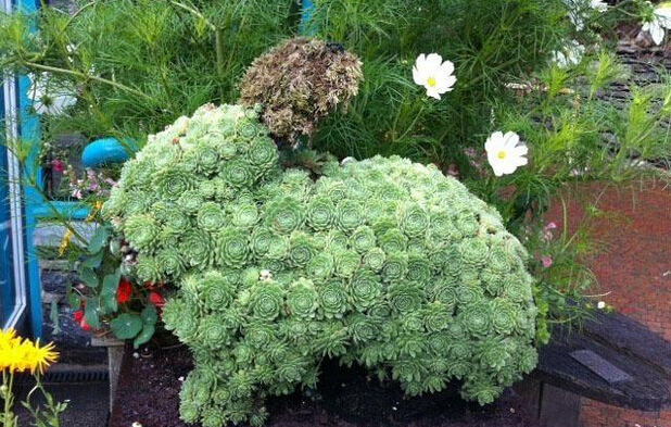 可爱好玩的多肉植物美图