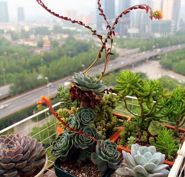 可爱好玩的多肉植物美图