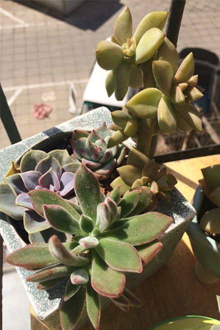 自养萌萌的多肉植物