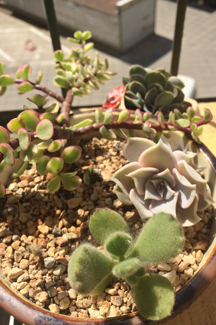 自养萌萌的多肉植物