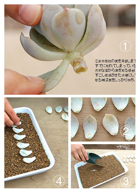 叶插繁殖