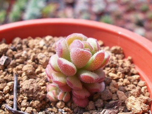 春之奇迹薄毛万年草