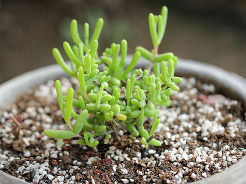 枝干番杏