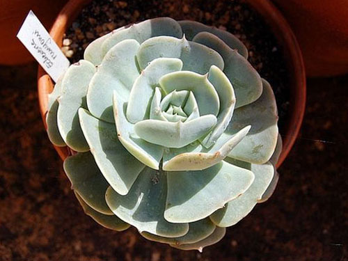 多肉植物鲁氏石莲花图片