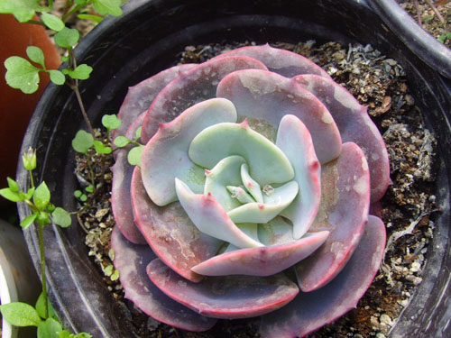 红粉台阁