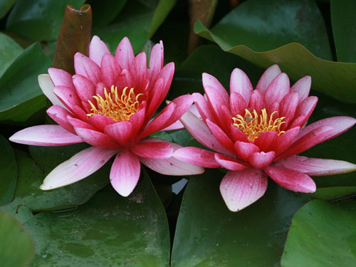 水生植物花卉沉静的睡莲花
