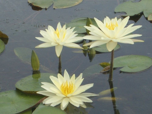 水生植物花卉沉静的睡莲花