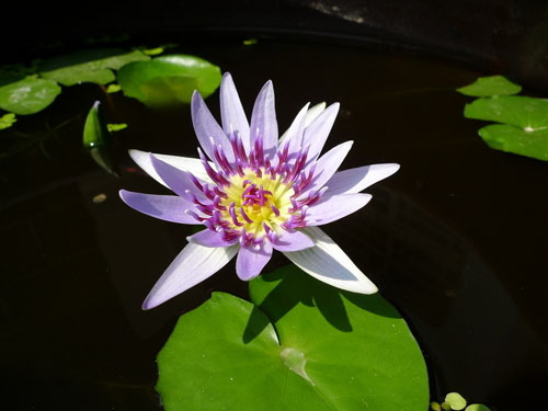 水生植物花卉沉静的睡莲花