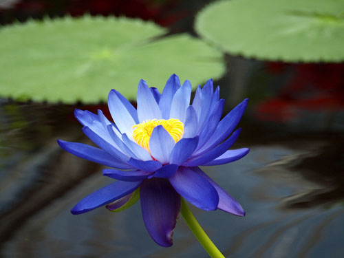水生植物花卉沉静的睡莲花