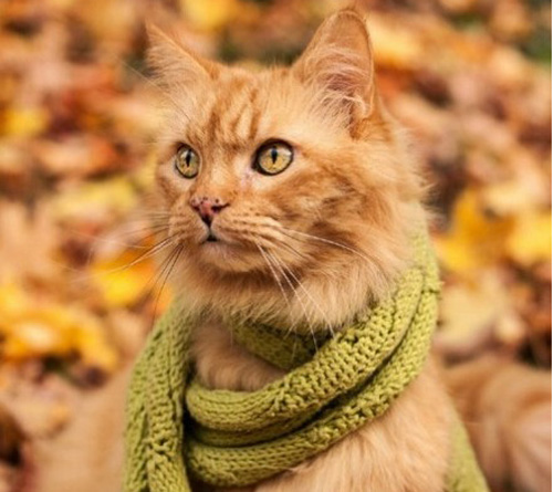 今冷猫咪都带围脖了