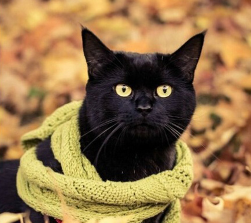 今冷猫咪都带围脖了