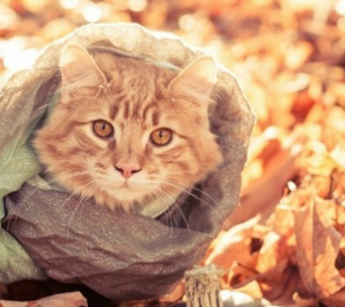 今冷猫咪都带围脖了