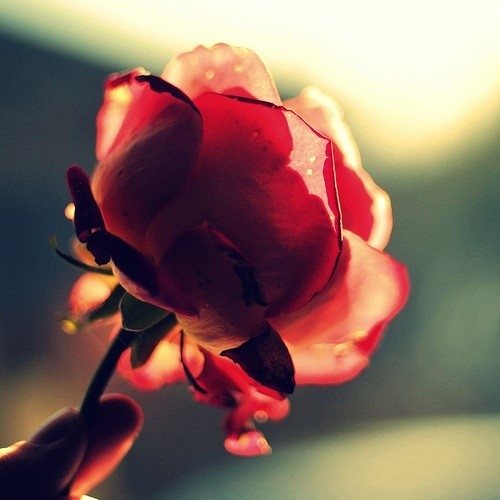 爱情玫瑰花儿意境图片