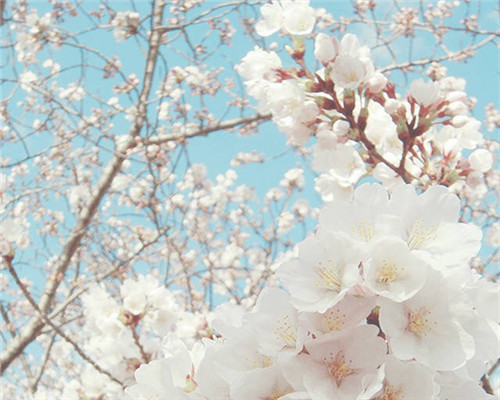 春天樱花唯美意境图片