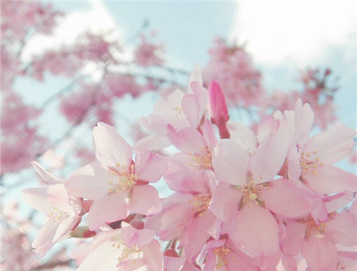 春天樱花唯美意境图片