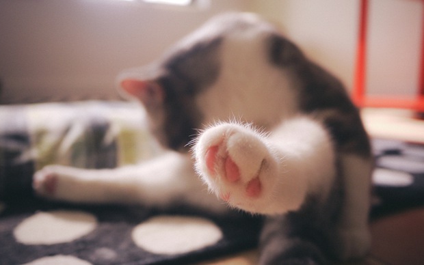 可爱小猫咪唯美图片大全