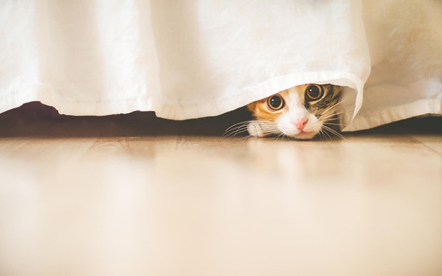 可爱小猫咪唯美图片大全