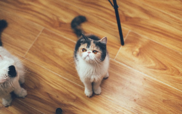 可爱小猫咪唯美图片大全