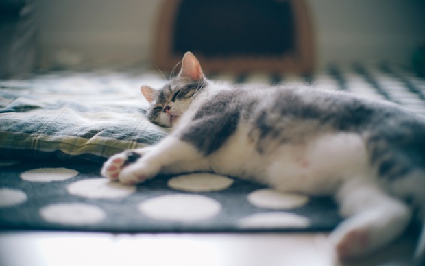 可爱小猫咪唯美图片大全