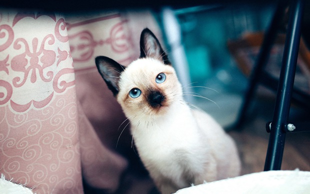 可爱小猫咪唯美图片大全