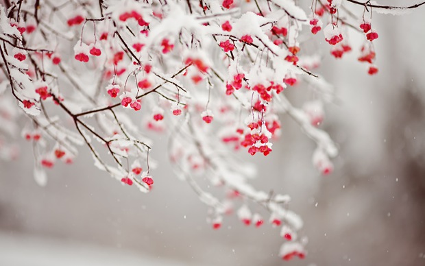 圣诞节冬天雪景唯美图片