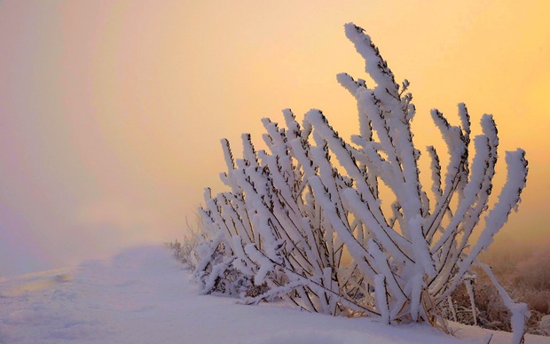 晨光夕阳下的冬日雪景图片