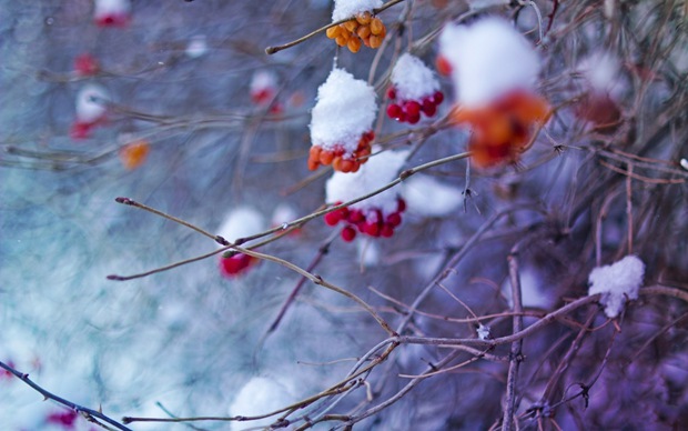 冬天唯美雪景意境图片